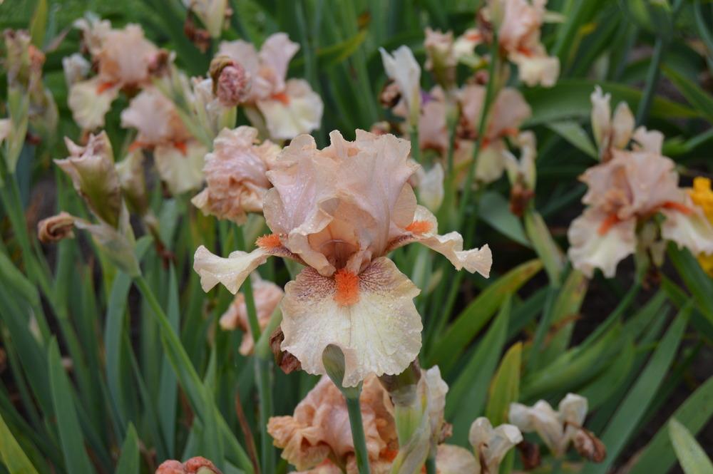 Photo of Intermediate Bearded Iris (Iris 'Ricochet Romance') uploaded by KentPfeiffer