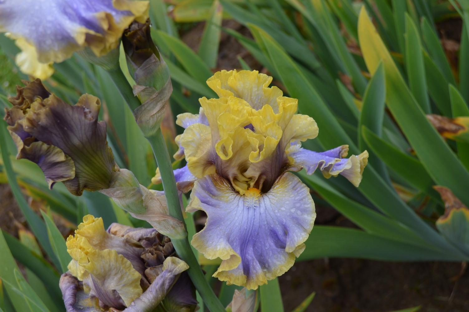 Photo of Tall Bearded Iris (Iris 'Repertoire') uploaded by KentPfeiffer