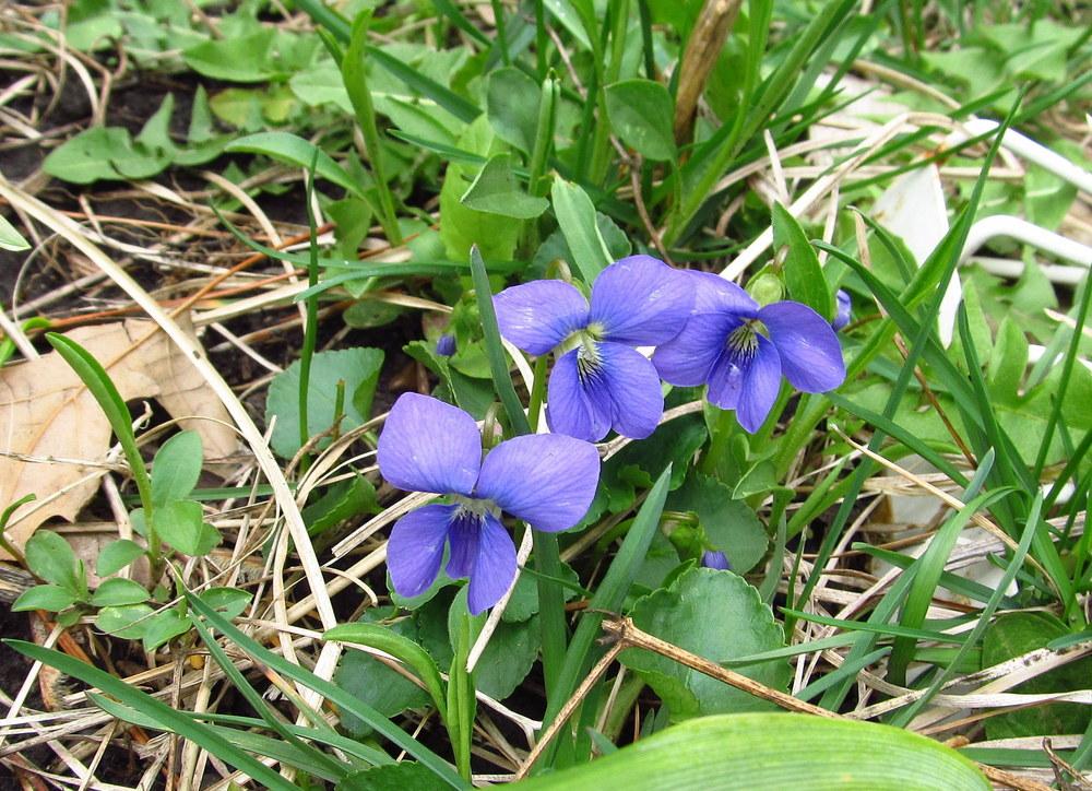 Photo of Common Blue Violet (Viola sororia) uploaded by jmorth