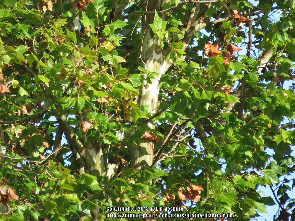 Photo of American Sycamore (Platanus occidentalis) uploaded by plantladylin