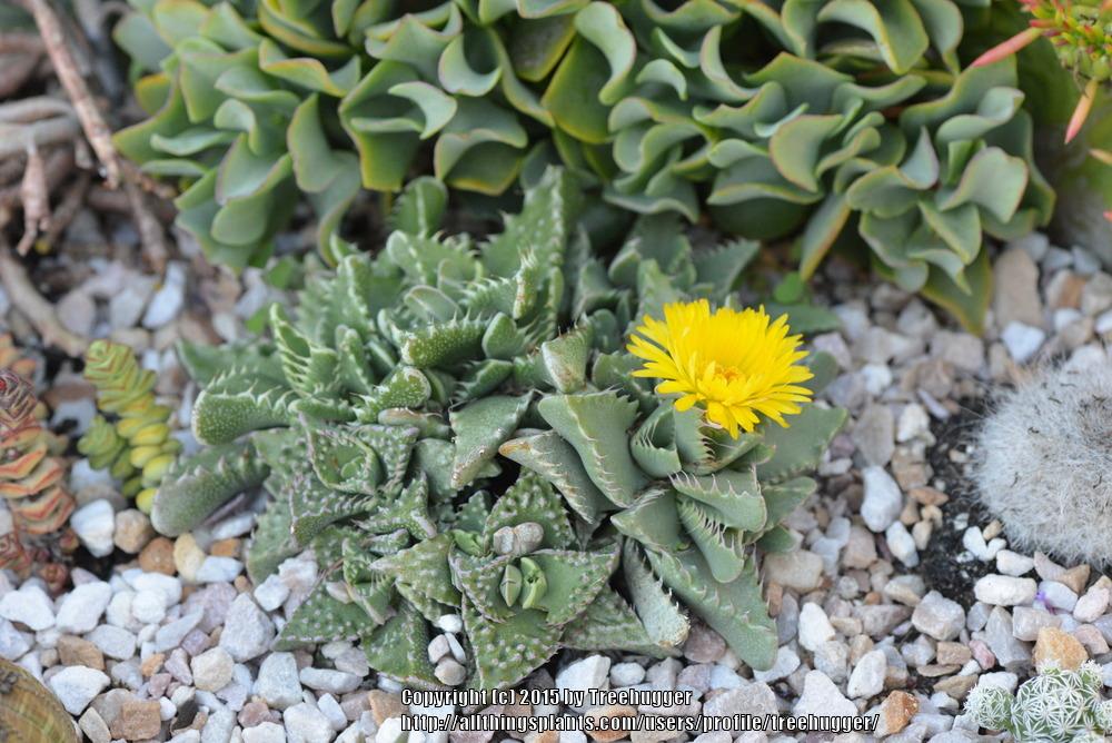 Photo of Tiger Jaws (Faucaria tigrina) uploaded by treehugger