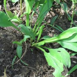 Location: Our Prairie to be, near Central Iowa
Date: 2015-08-23
Basal leaves