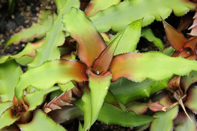 Photo of Cryptanthus 'Cascade' uploaded by RdB
