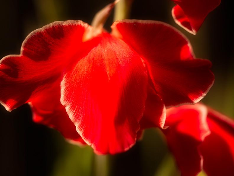 Photo of Gladiolus 'Atom' uploaded by bennysplace