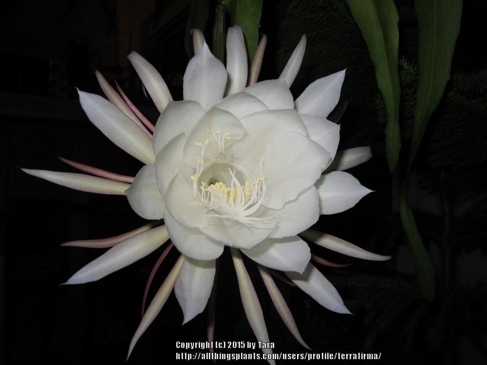 Photo of Queen of the Night (Epiphyllum oxypetalum) uploaded by terrafirma