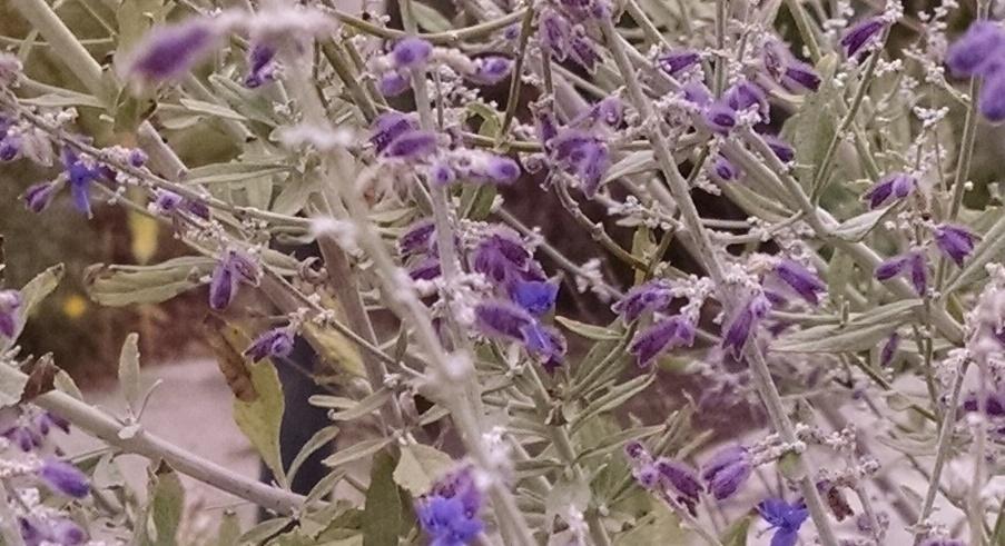 Photo of Russian Sage (Salvia 'Little Spire') uploaded by Catmint20906