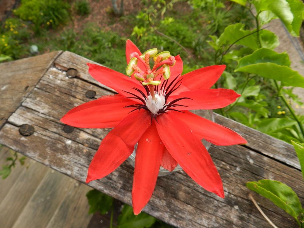 Photo of Red Passion Flower (Passiflora coccinea) uploaded by Gleni