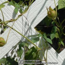 Location: Texas
Date: 2015-09-26
6 Months Seeds to Seed Pods