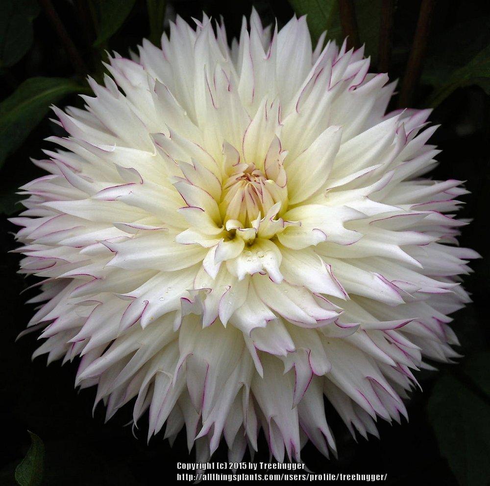 Photo of Dahlia 'Crazy Love' uploaded by treehugger