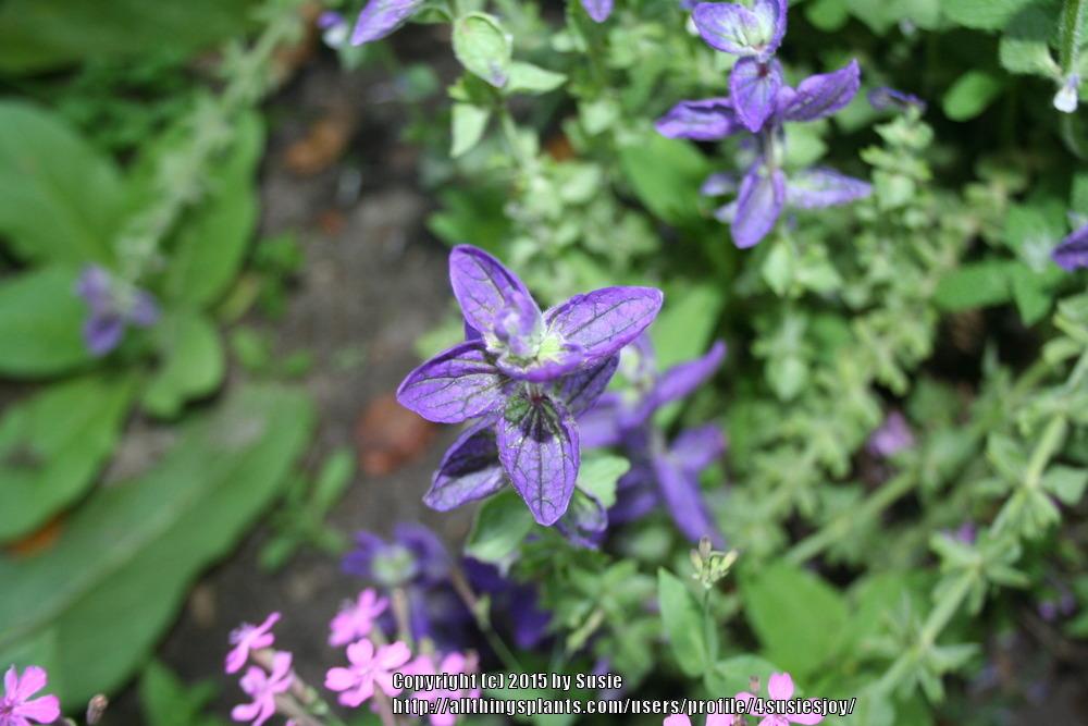Photo of Clary Sage (Salvia viridis 'Blue Denim') uploaded by 4susiesjoy