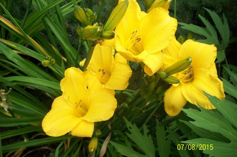 Photo of Daylily (Hemerocallis 'Buttered Popcorn') uploaded by Hazelcrestmikeb