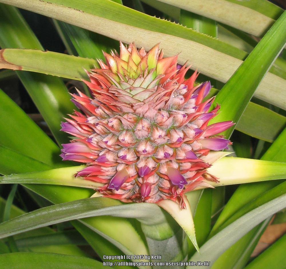Photo of Pineapple (Ananas comosus) uploaded by Kelli