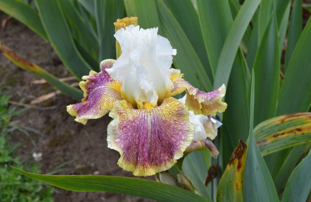 Photo of Tall Bearded Iris (Iris 'Sordid Lives') uploaded by KentPfeiffer