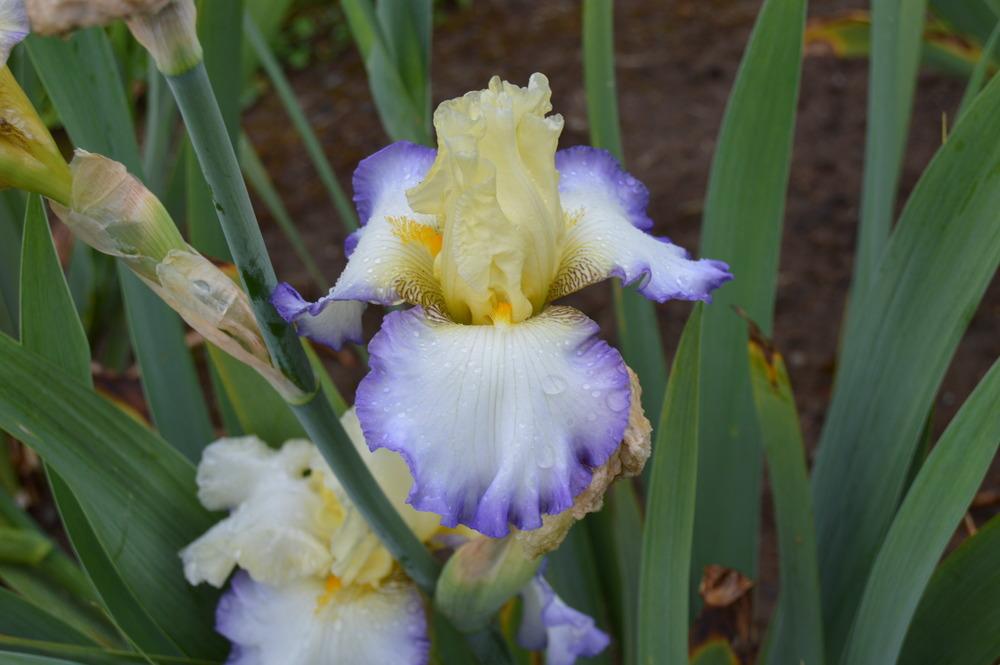 Photo of Tall Bearded Iris (Iris 'Spring Awakening') uploaded by KentPfeiffer