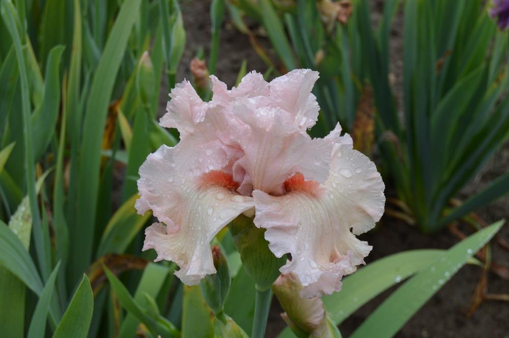 Photo of Tall Bearded Iris (Iris 'Strawberry Shake') uploaded by KentPfeiffer