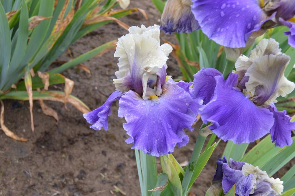Photo of Tall Bearded Iris (Iris 'Subtle Beauty') uploaded by KentPfeiffer