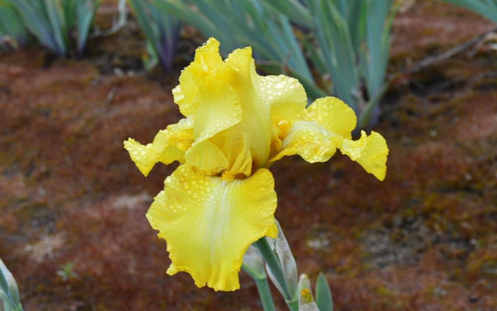 Photo of Tall Bearded Iris (Iris 'Spectral Challenge') uploaded by KentPfeiffer