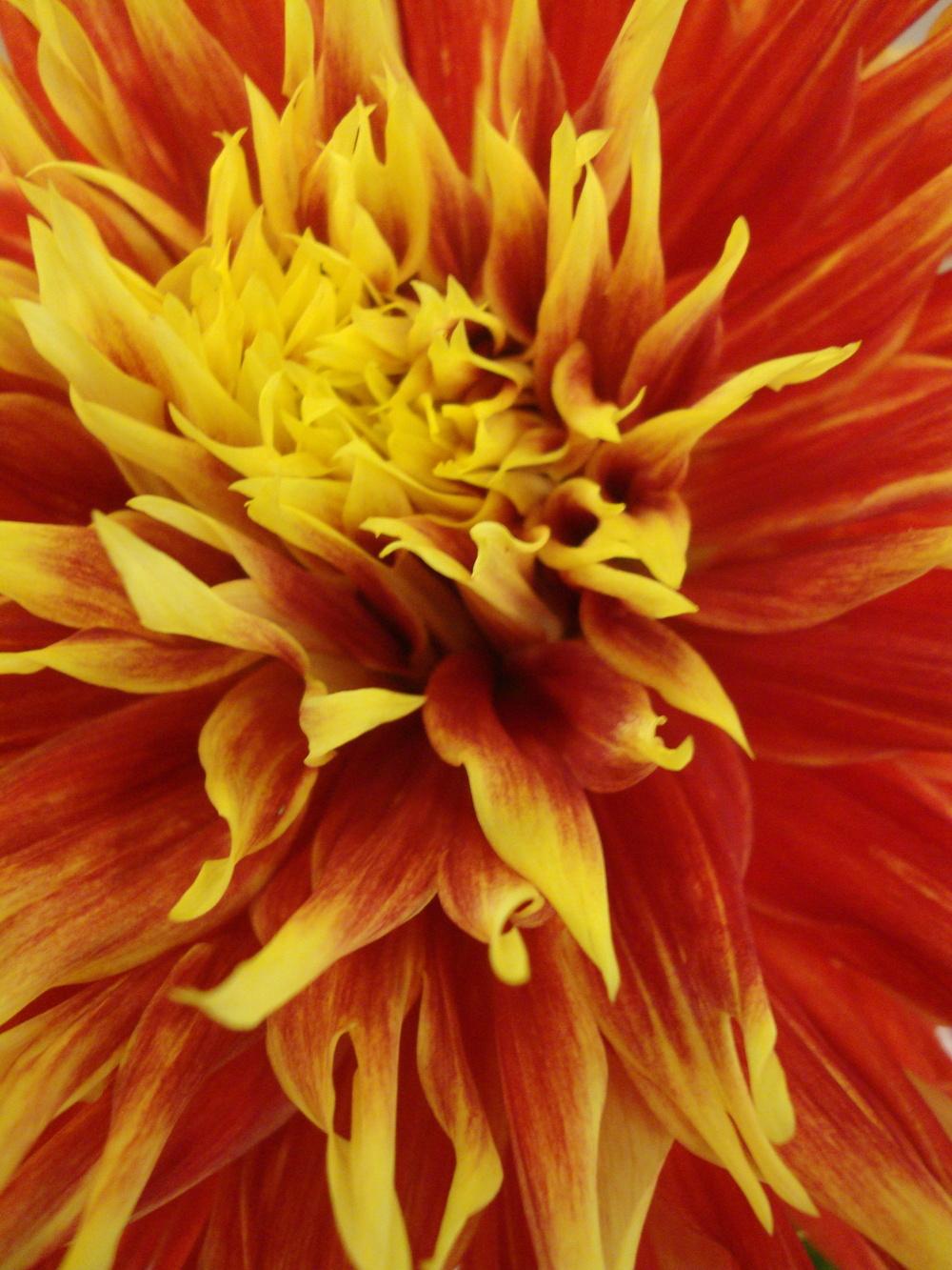 Photo of Dahlia 'Show 'n' Tell' uploaded by Paul2032
