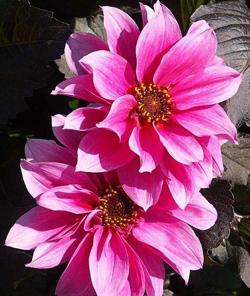 Photo of Dahlia 'Fascination' uploaded by robertduval14