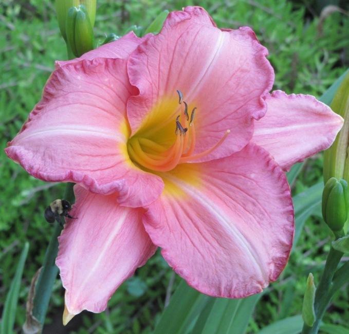 Photo of Daylily (Hemerocallis 'Velvet Rose') uploaded by Bloombuddie