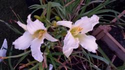Thumb of 2015-09-28/DogsNDaylilies/5ae274