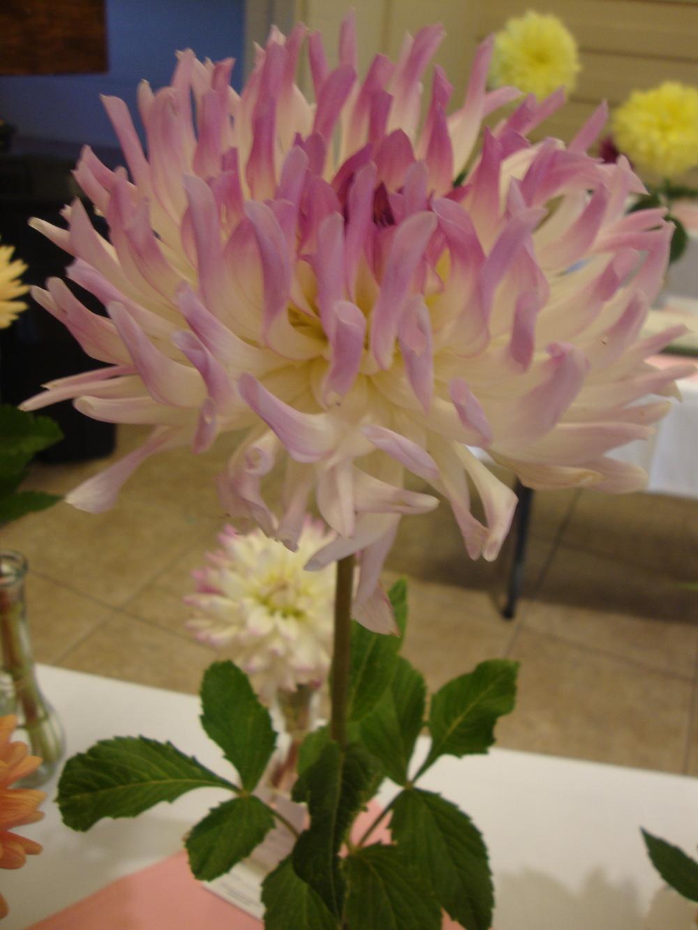 Photo of Dahlia 'Bold Accent' uploaded by Paul2032
