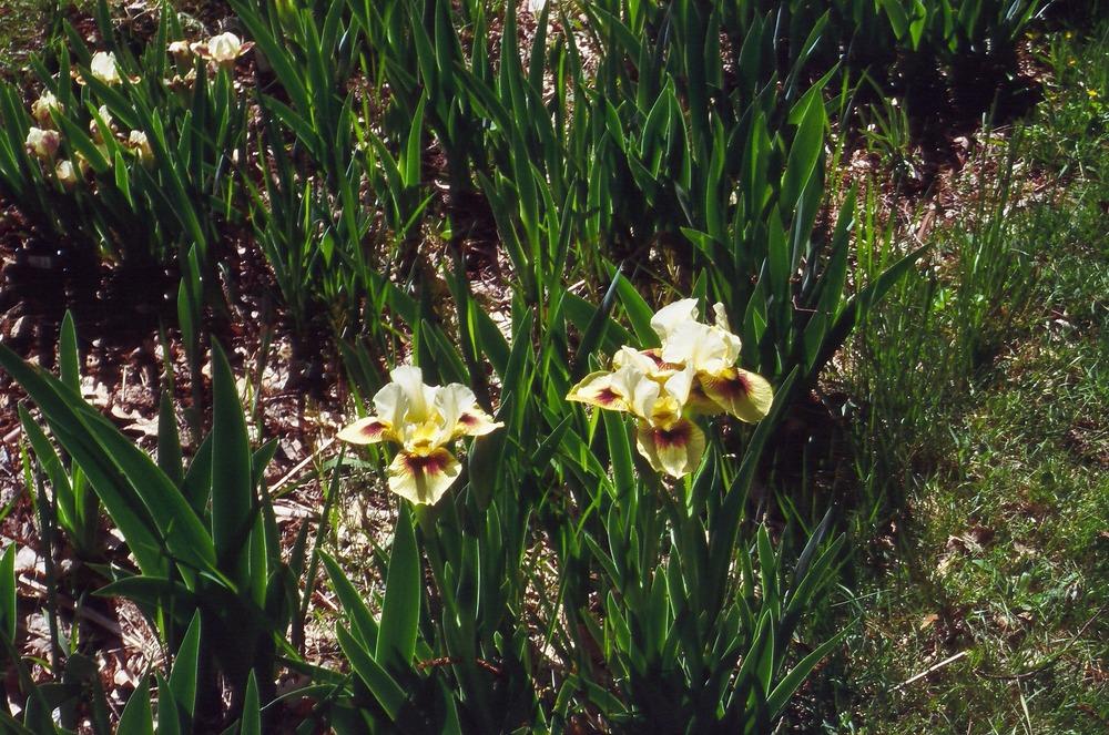 Photo of Arilbred Iris (Iris 'Ye Gadd') uploaded by irisarian