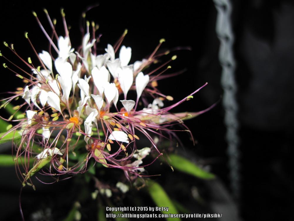Photo of Cleome uploaded by piksihk