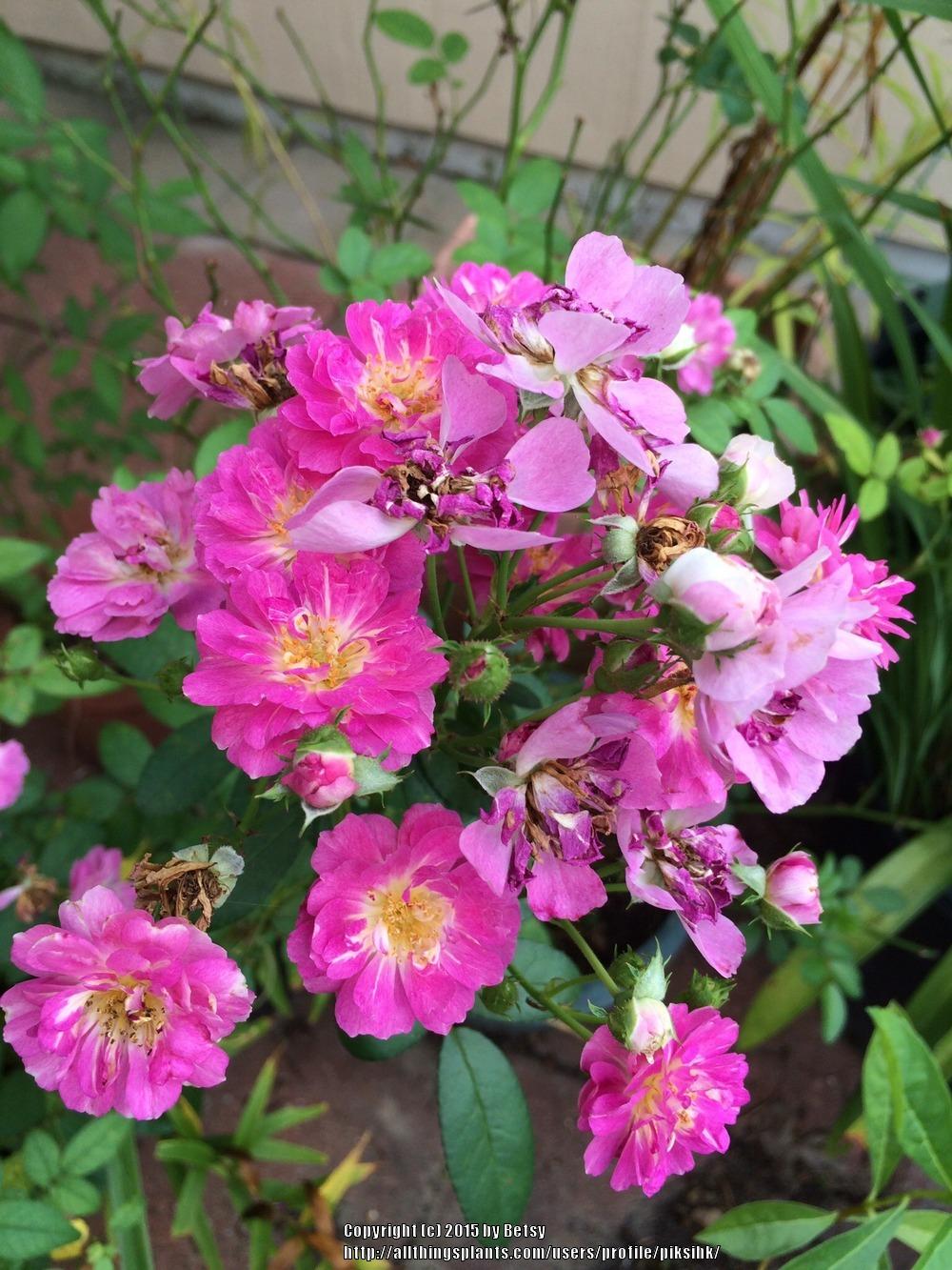 Photo of Rose (Rosa 'Sweet Pea') uploaded by piksihk
