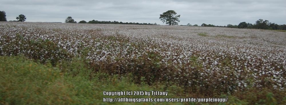 Photo of Cotton (Gossypium) uploaded by purpleinopp