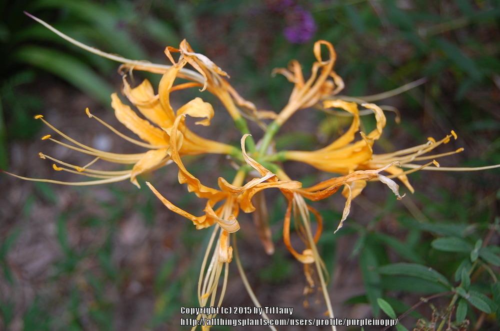 Photo of Golden Spider Lily (Lycoris aurea) uploaded by purpleinopp