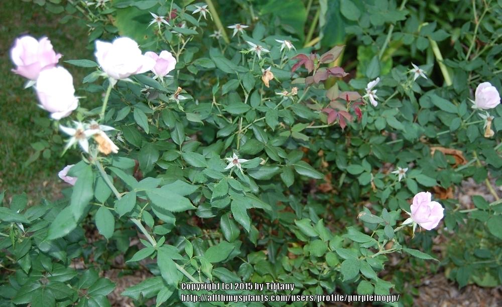 Photo of Rose (Rosa 'Pink Knock Out') uploaded by purpleinopp