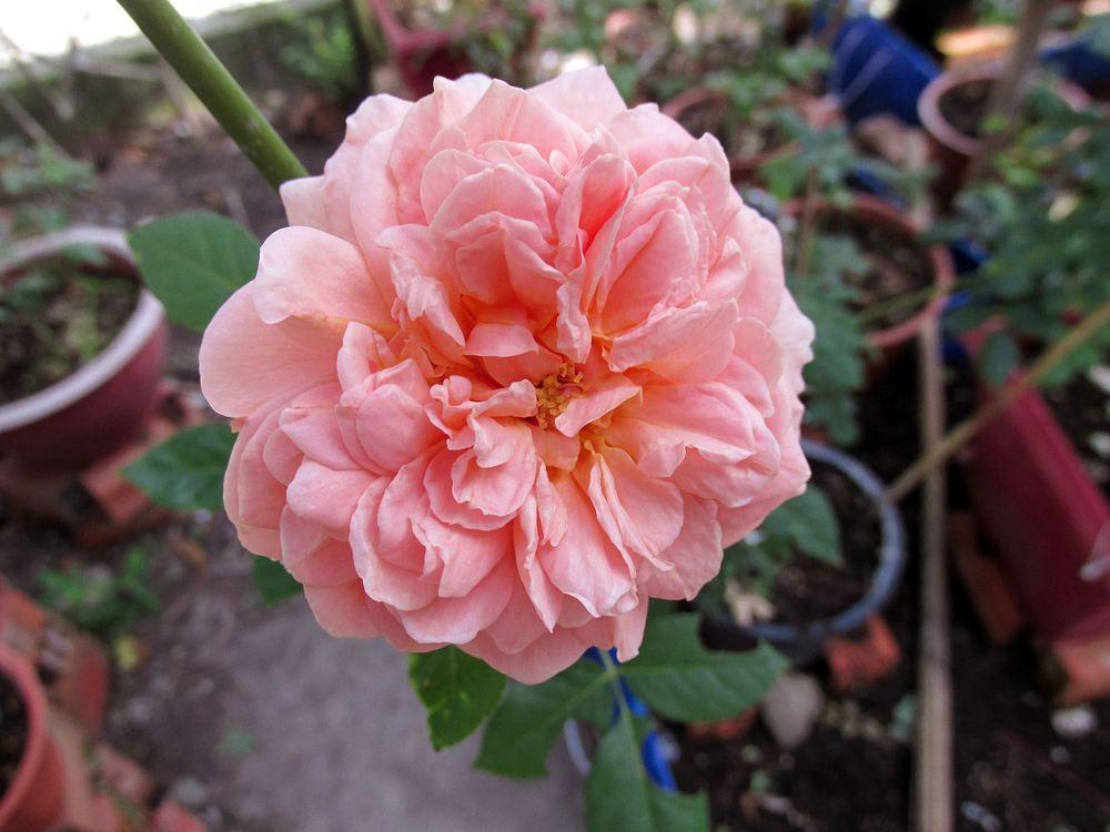 Photo of Rose (Rosa 'Abraham Darby') uploaded by salenlamne