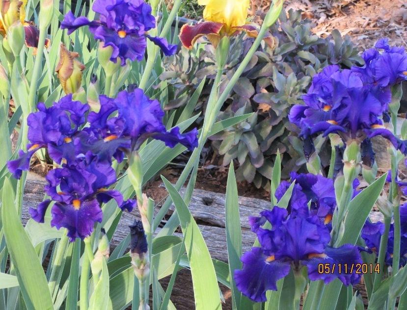 Photo of Tall Bearded Iris (Iris 'Tom Johnson') uploaded by Bloombuddie