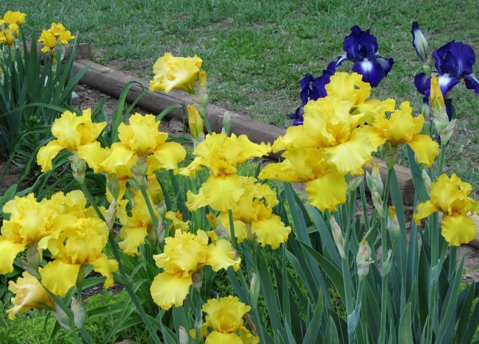 Photo of Tall Bearded Iris (Iris 'Temple Gold') uploaded by Bloombuddie