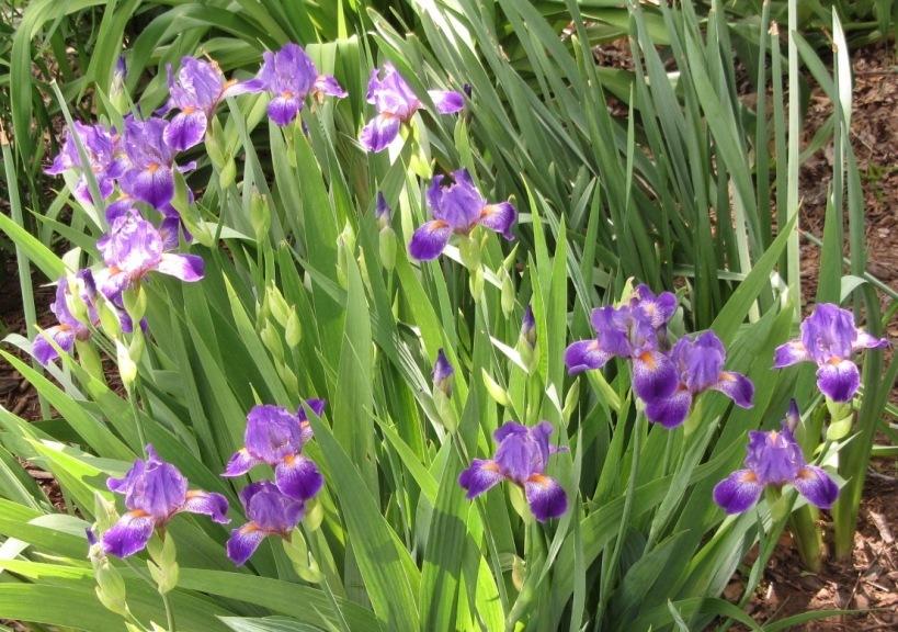 Photo of Miniature Tall Bearded Iris (Iris 'Ozark Maid') uploaded by Bloombuddie