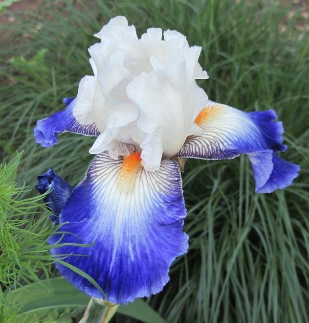 Photo of Tall Bearded Iris (Iris 'Ruban Bleu') uploaded by Bloombuddie