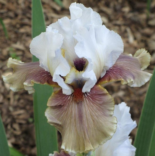 Photo of Tall Bearded Iris (Iris 'Guatemala') uploaded by Bloombuddie