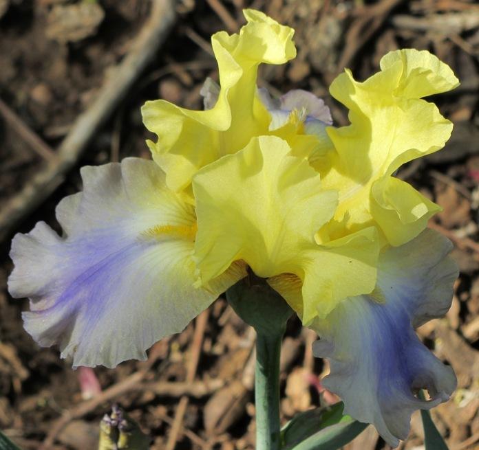 Photo of Tall Bearded Iris (Iris 'Bright 'n Breezy') uploaded by Bloombuddie