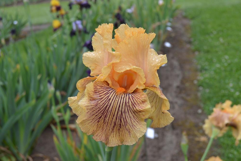 Photo of Tall Bearded Iris (Iris 'Teasing Tiger') uploaded by KentPfeiffer