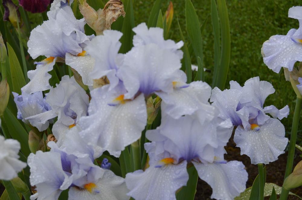 Photo of Tall Bearded Iris (Iris 'Tail Hook') uploaded by KentPfeiffer