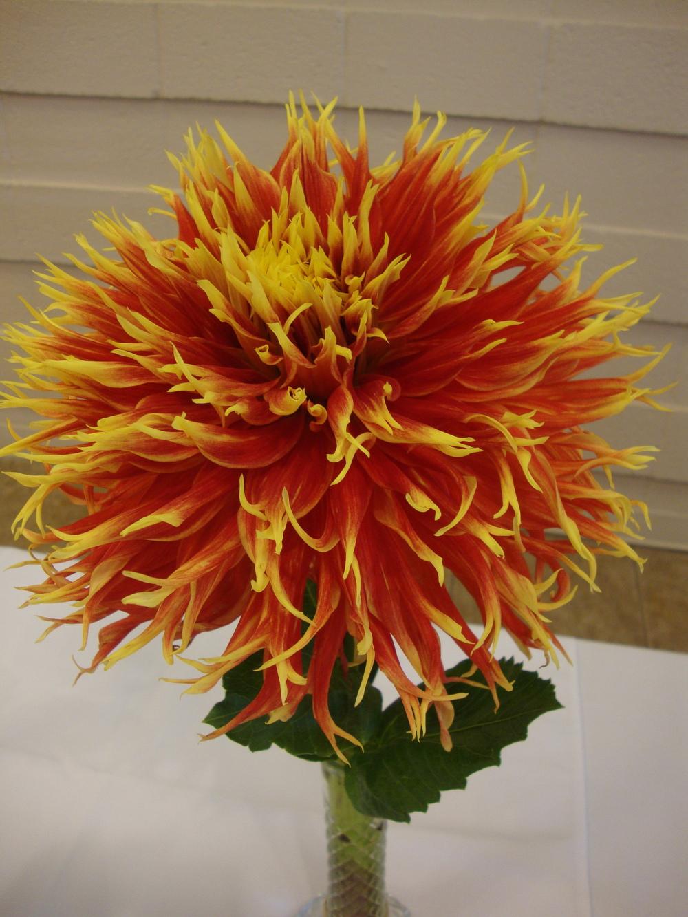 Photo of Dahlia 'Show 'n' Tell' uploaded by Paul2032