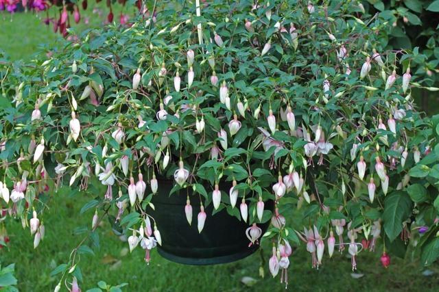 Photo of Lady's Eardrops (Fuchsia 'Bridal Veil') uploaded by RuuddeBlock