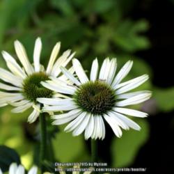 Location: My garden, Gent, Belgium
Date: 2015-09-25
Flowers start off white and gradually turn to a soft yellow with 