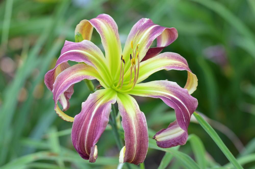 Photo of Daylily (Hemerocallis 'Pompous Polly') uploaded by Anne