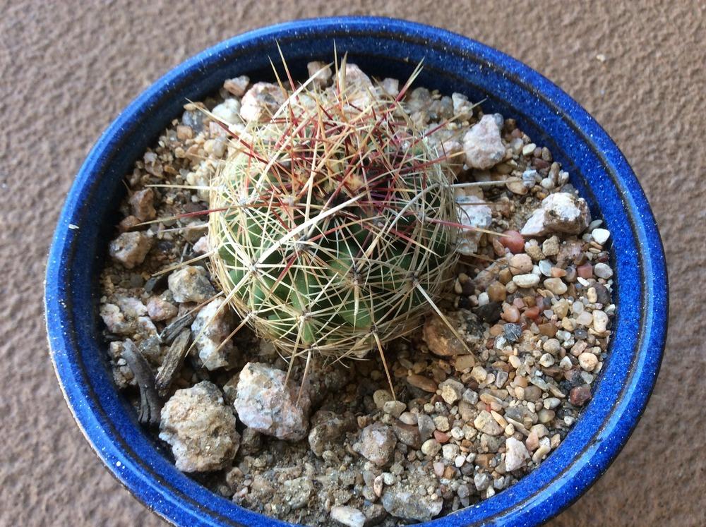Photo of Glory of Texas (Thelocactus bicolor) uploaded by SALL20