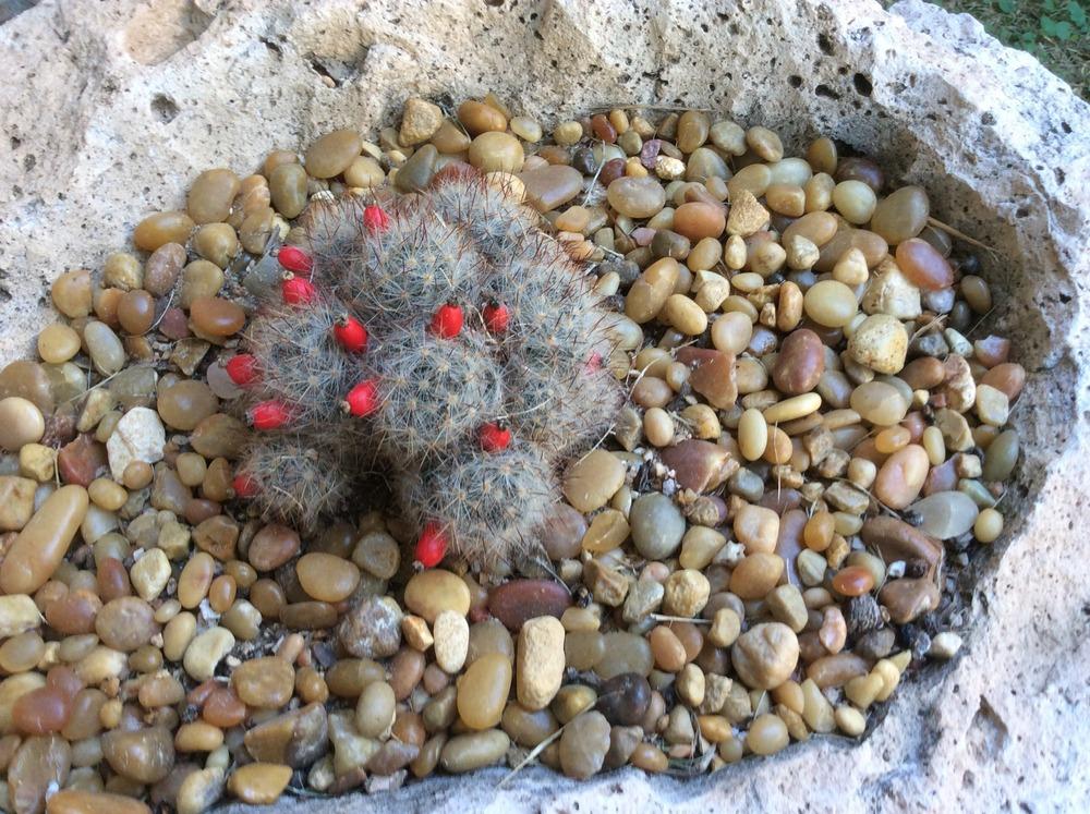 Photo of Pineapple Cactus (Coryphantha sulcata) uploaded by SALL20