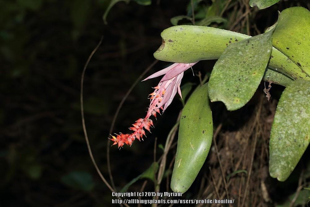Photo of Bromeliad (Aechmea nudicaulis) uploaded by bonitin