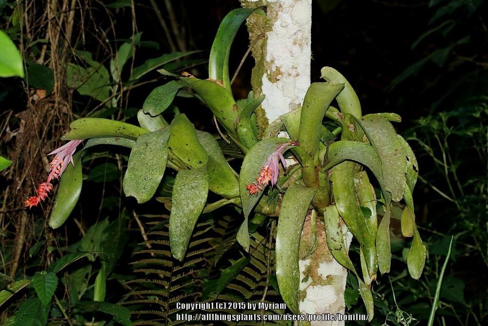 Photo of Bromeliad (Aechmea nudicaulis) uploaded by bonitin