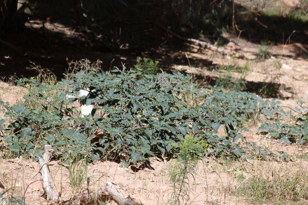 Photo of Jimson Weed (Datura innoxia) uploaded by dave